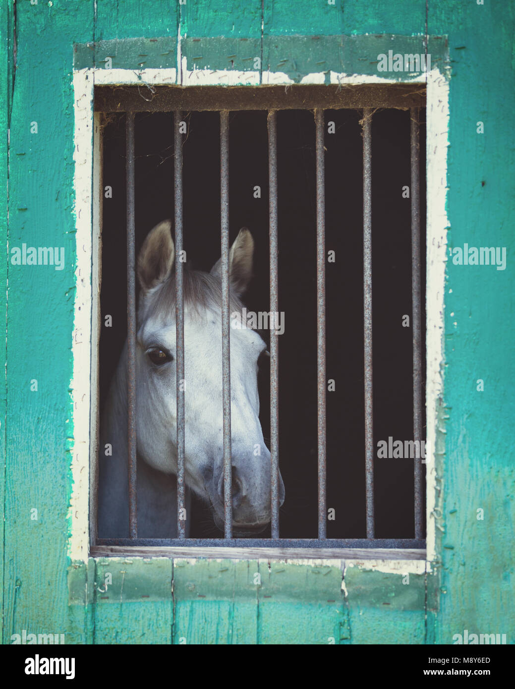 Portrait of a beautiful gray horse in a stable stall Stock Photo