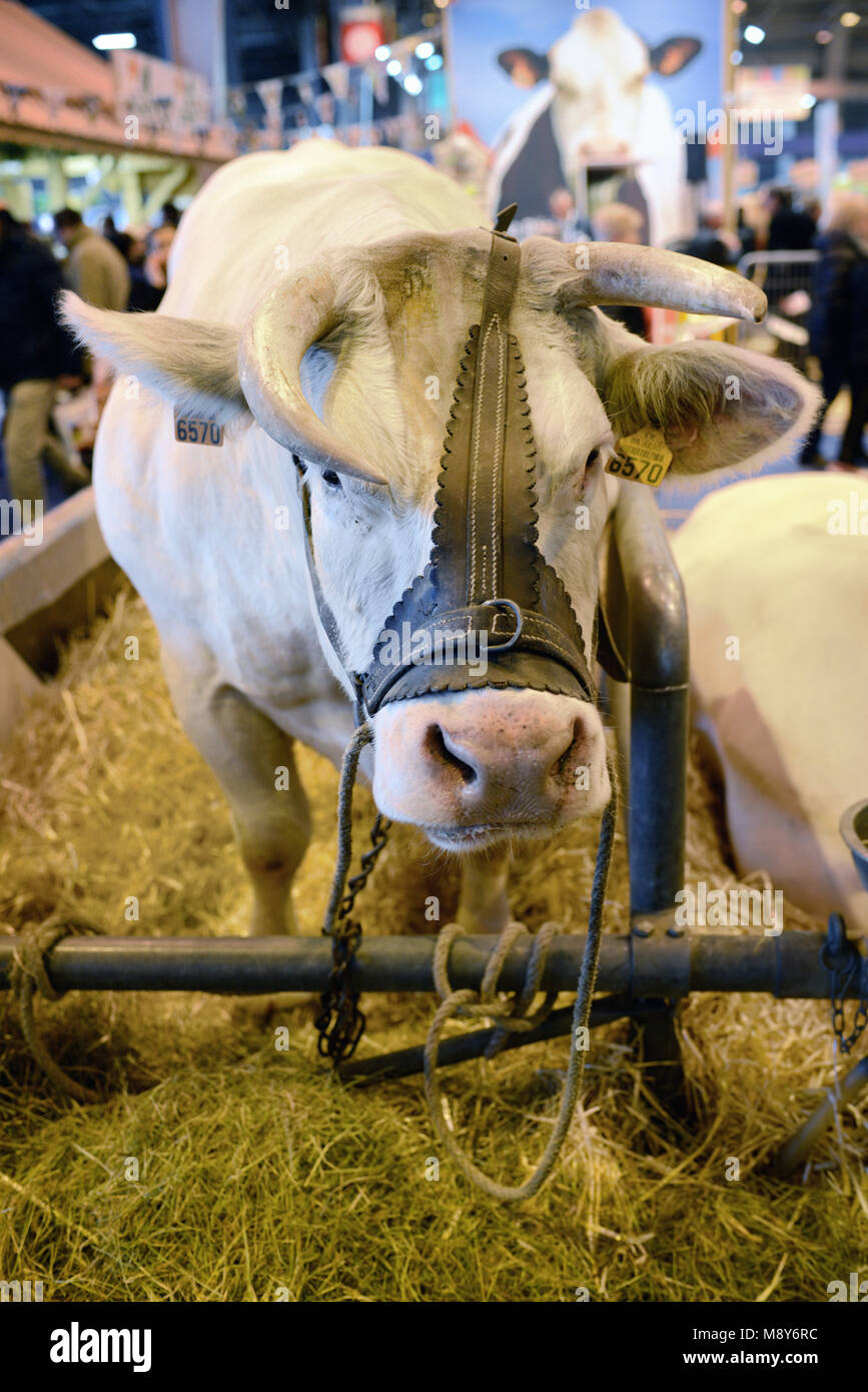 Charolais Beef Cattle or Bull in Cow Pen or Animal Stall at the Paris