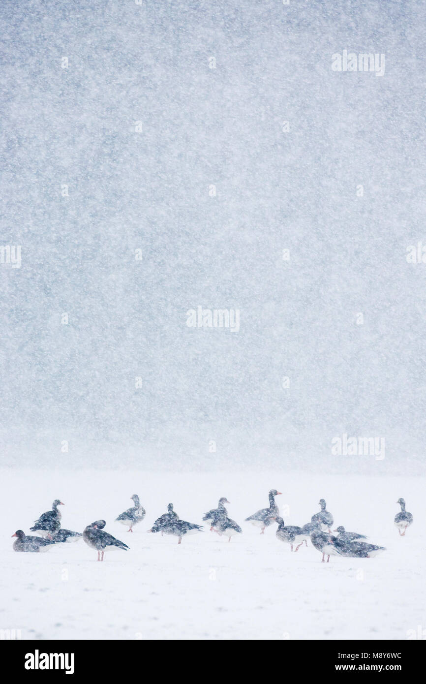 Grauwe Gans groep staand in sneeuw; Grey-lag Goose group perched in snow Stock Photo