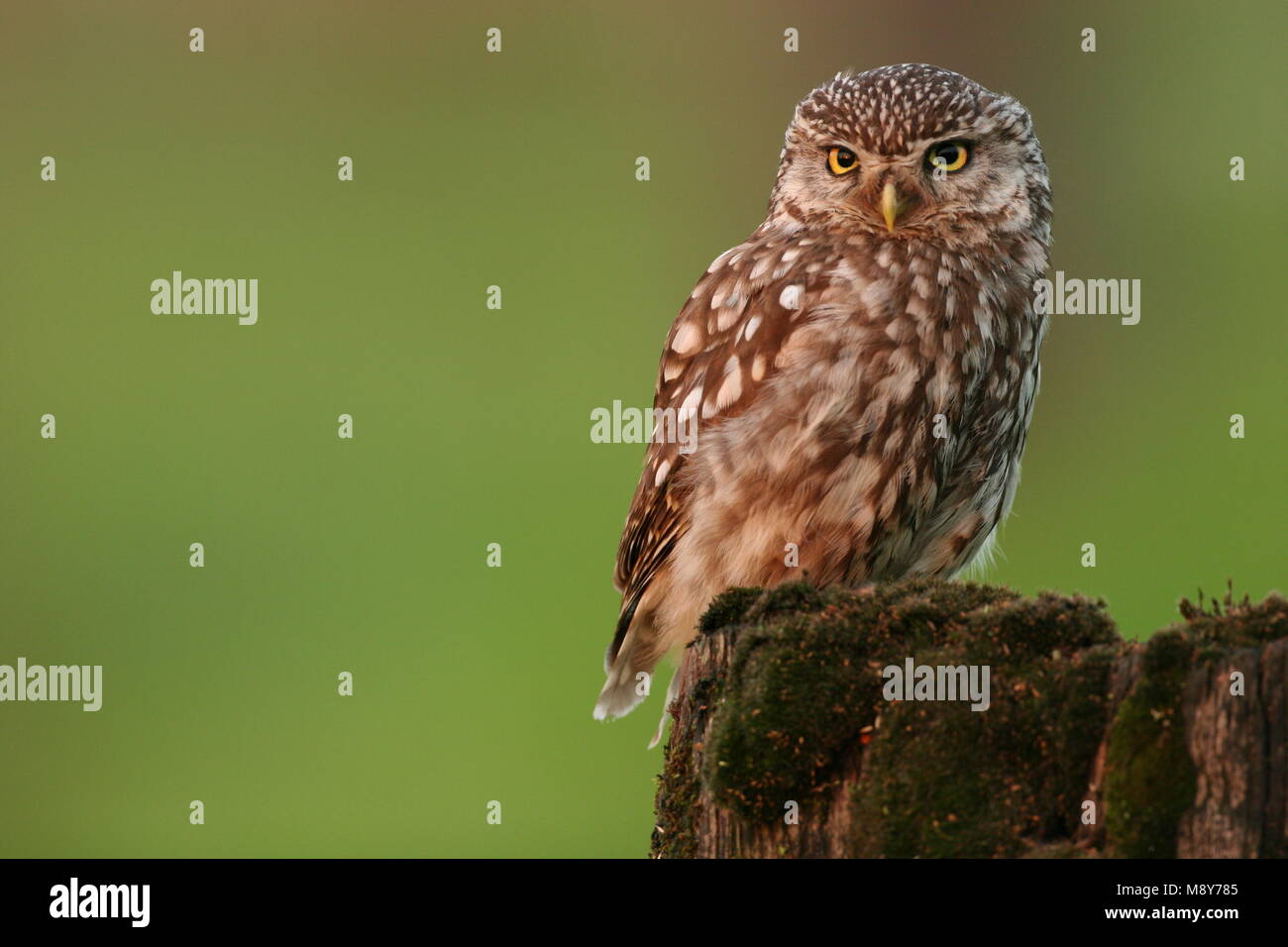 Little Owl perched on pole Netherlands, Steenuil zittend op paal Nederland Stock Photo