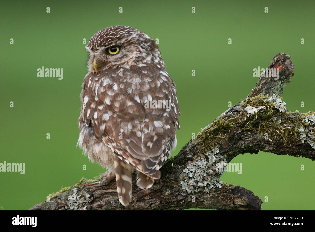 Little Owl adult perched on branch Netherlands, Steenuil zittend op tak Nederland Stock Photo