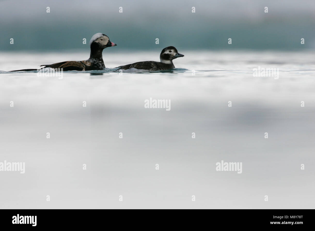 IJseend paartje in water; Long-tailed Duck pair in water Stock Photo