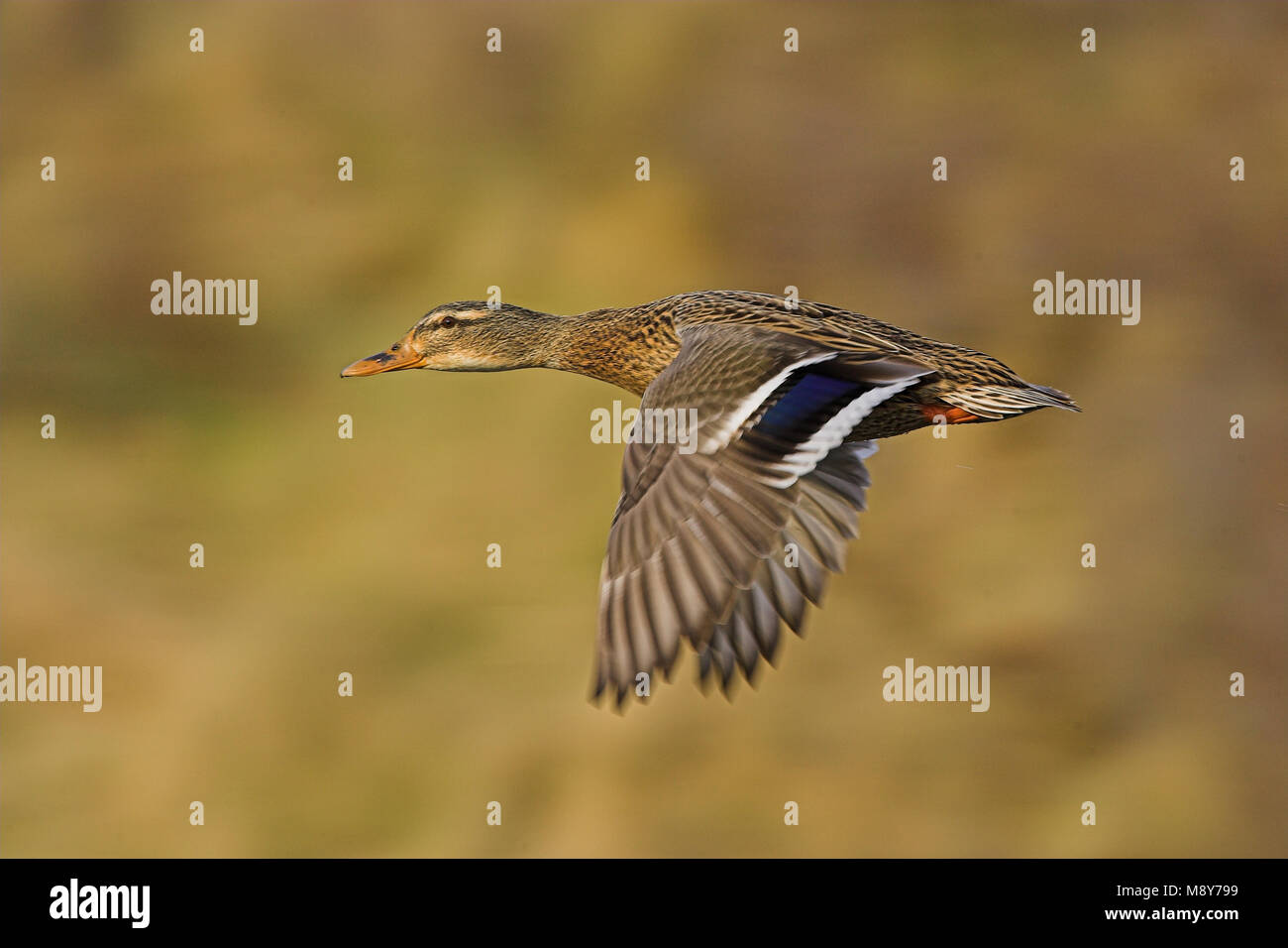 Wilde Eend vrouwtje vliegend; Mallard female flying Stock Photo - Alamy, image size:1300x956