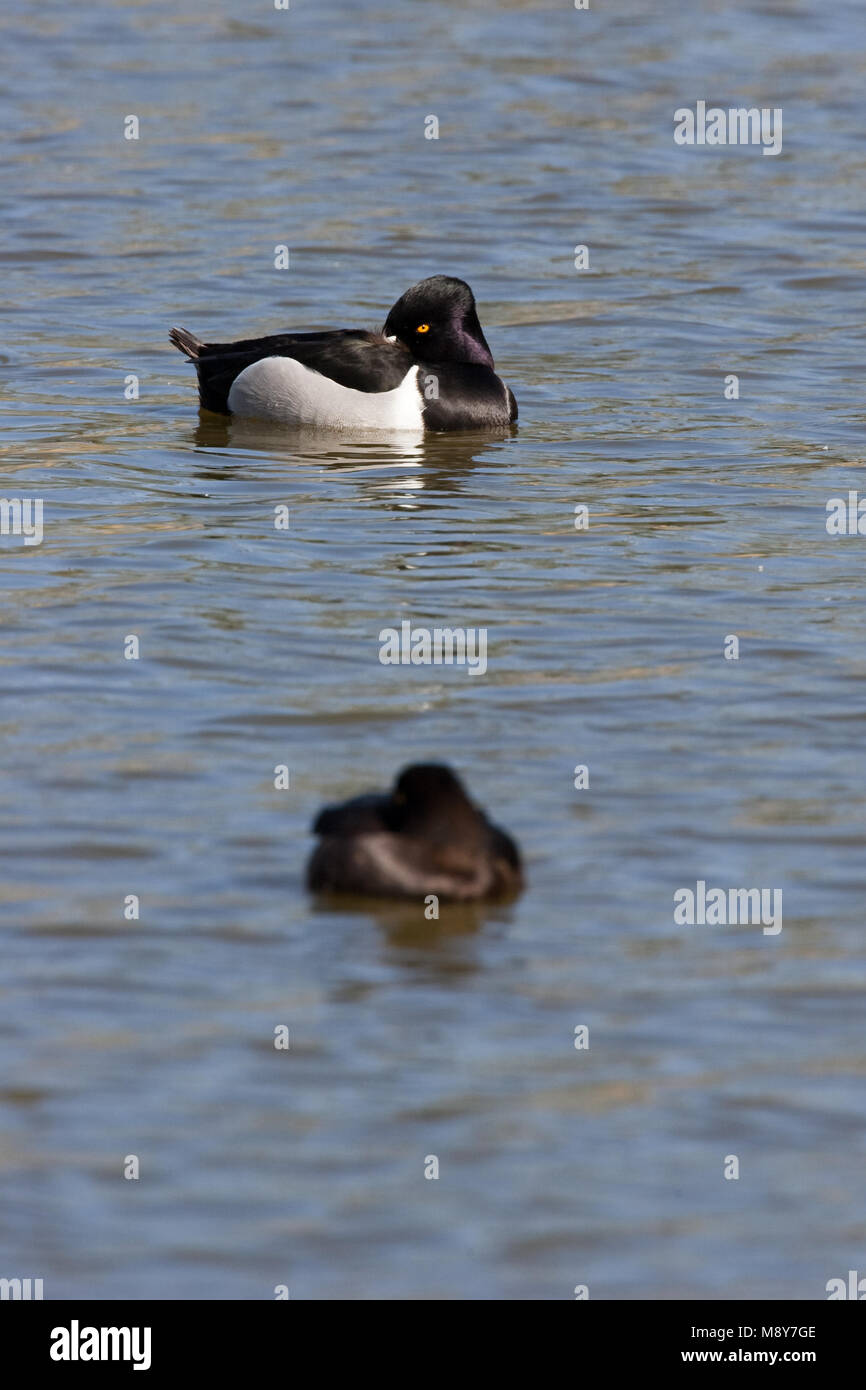 Ringsnaveleend mannetje rustend in water; Ring-necked Duck male resting in water Stock Photo
