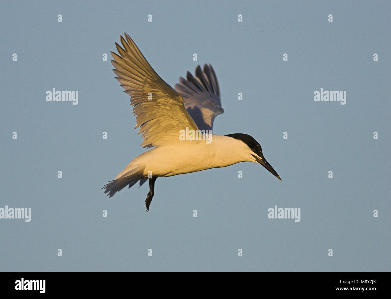 Grote stern in vlucht; Sandwich Tern in flight Stock Photo