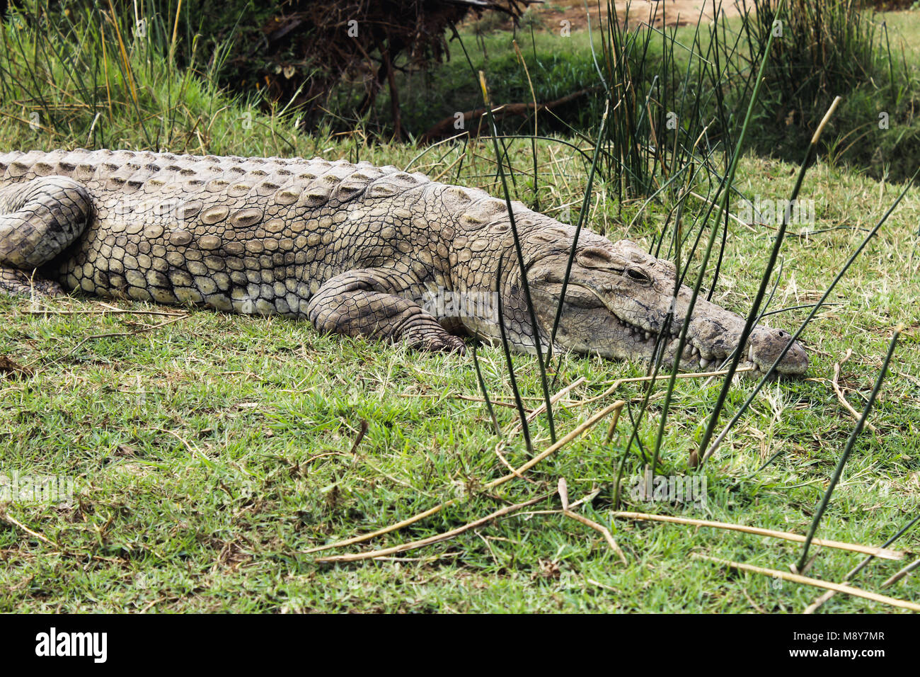 A crocodile waiting on the shore in the Tsavo National Park in Kenya, Africa Stock Photo