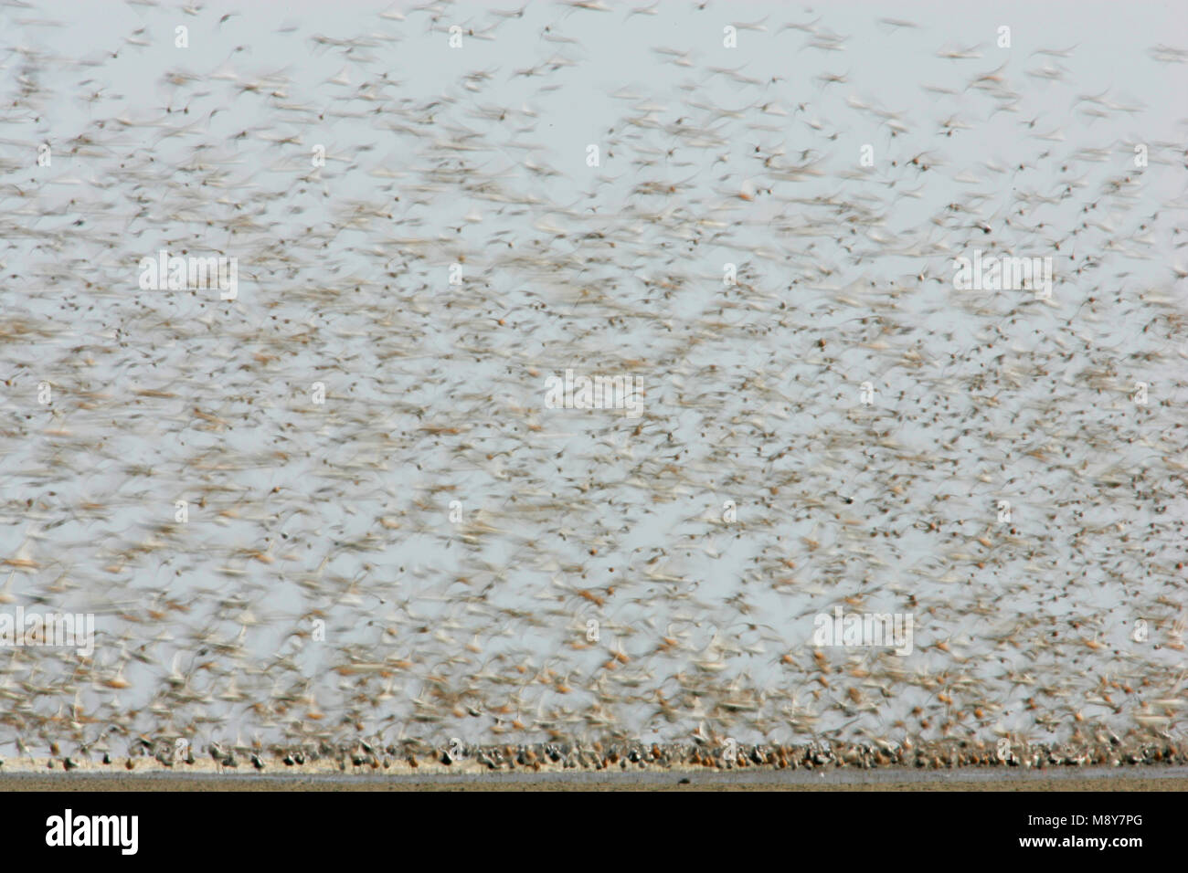 Steltlopers op hoogwatervluchtplaats; Waders at high tide Stock Photo