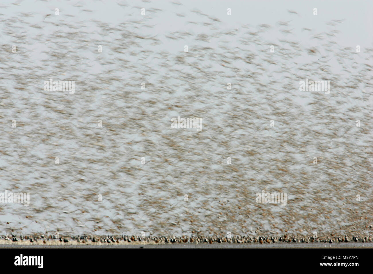 Steltlopers vliegend bij hoogwatervluchtplaats; Waders flying with high tide Stock Photo