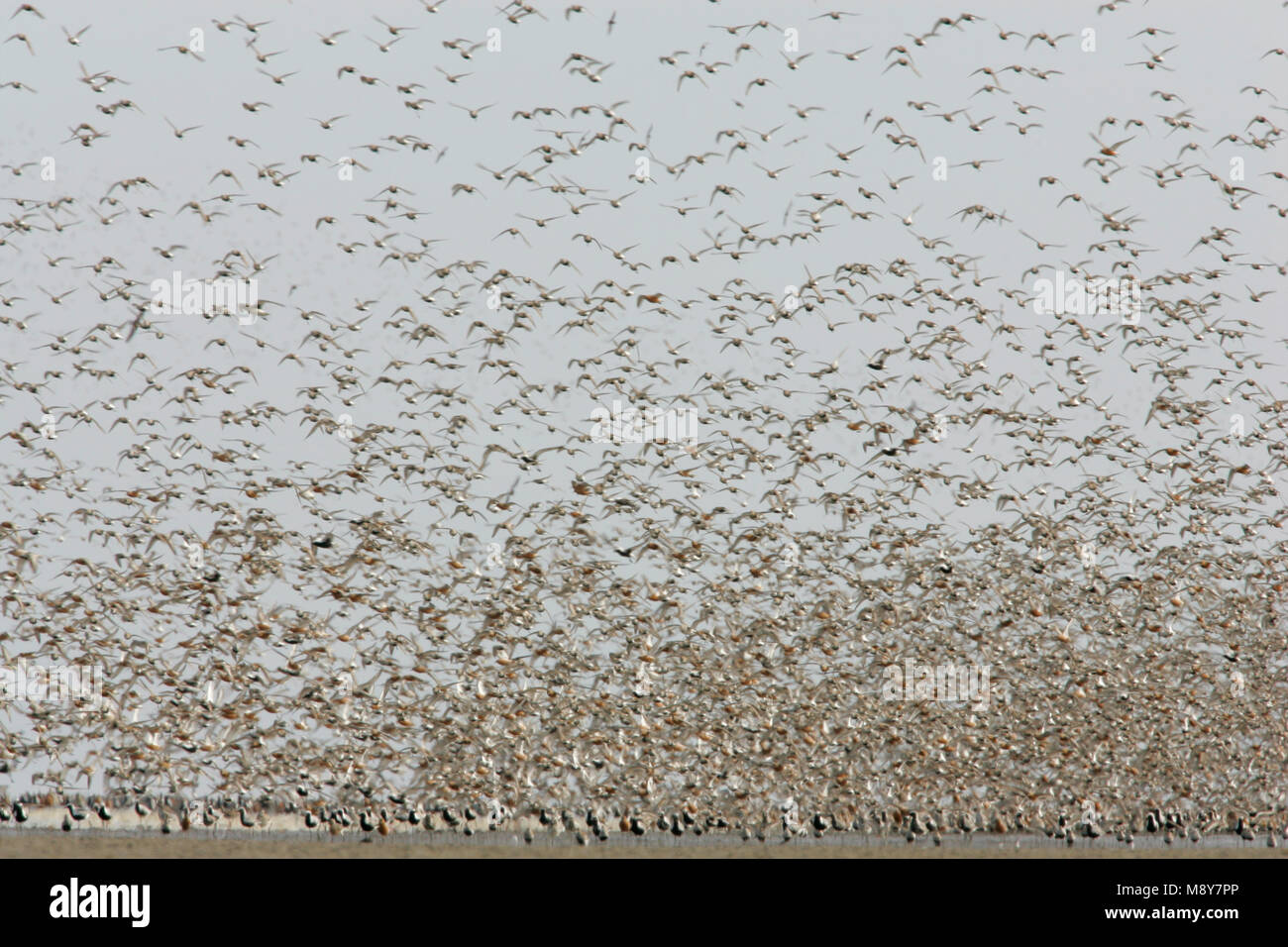 Steltlopers vliegend bij hoogwatervluchtplaats; Waders flying with high tide Stock Photo