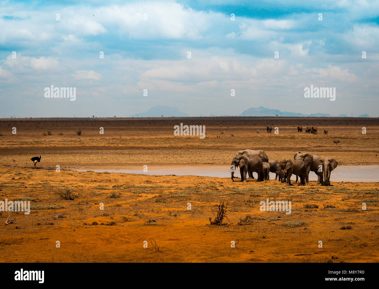 Elephants near a water basin in Tsavo park in Kenya, an ostrich looks this animals in Arica Stock Photo