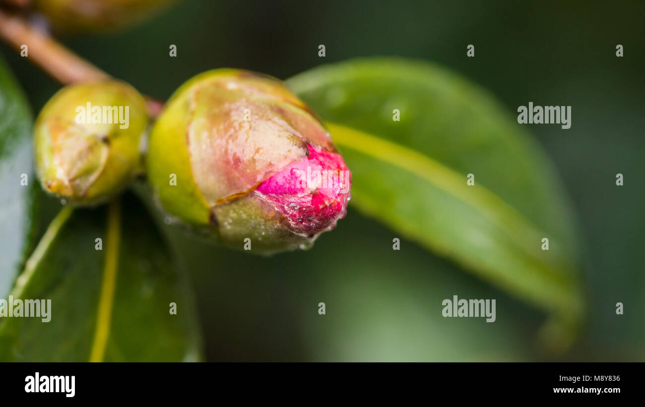 Camellia bud drop hires stock photography and images Alamy