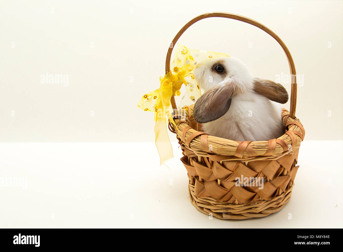 Easter bunny in basket on gray background Stock Photo - Alamy
