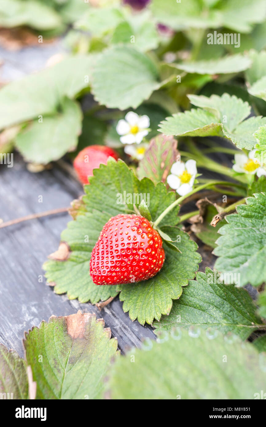 Mass fresh red strawberries hi-res stock photography and images - Alamy