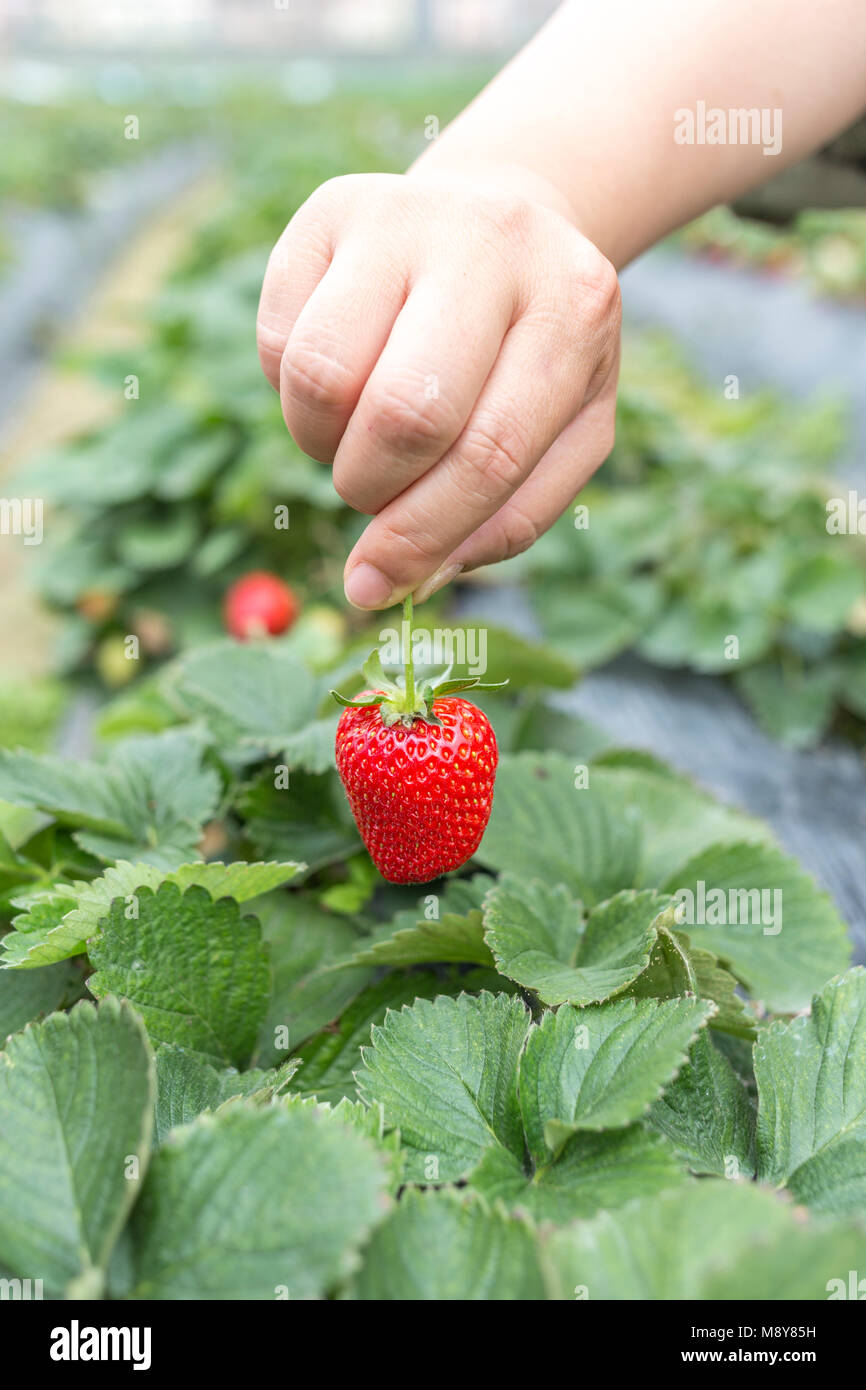 Mass fresh red strawberries hi-res stock photography and images - Alamy