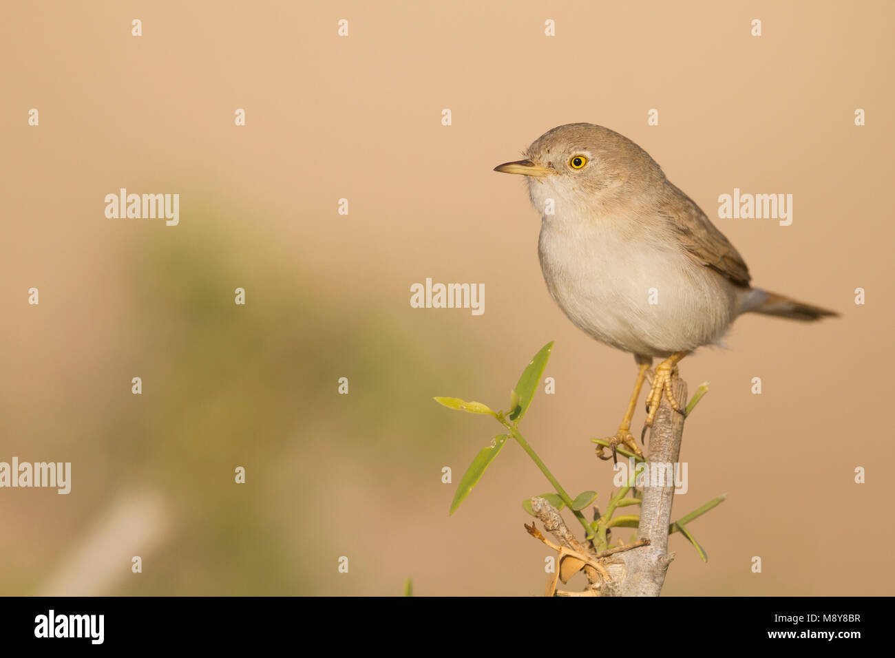 Asian Desert Warbler - Wüstengrasmücke - Sylvia nana, Oman Stock Photo