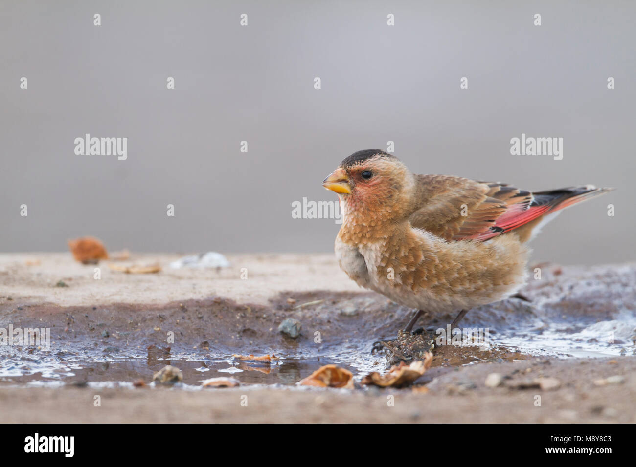 Atlasbergvink, African Crimson-winged Finch Stock Photo