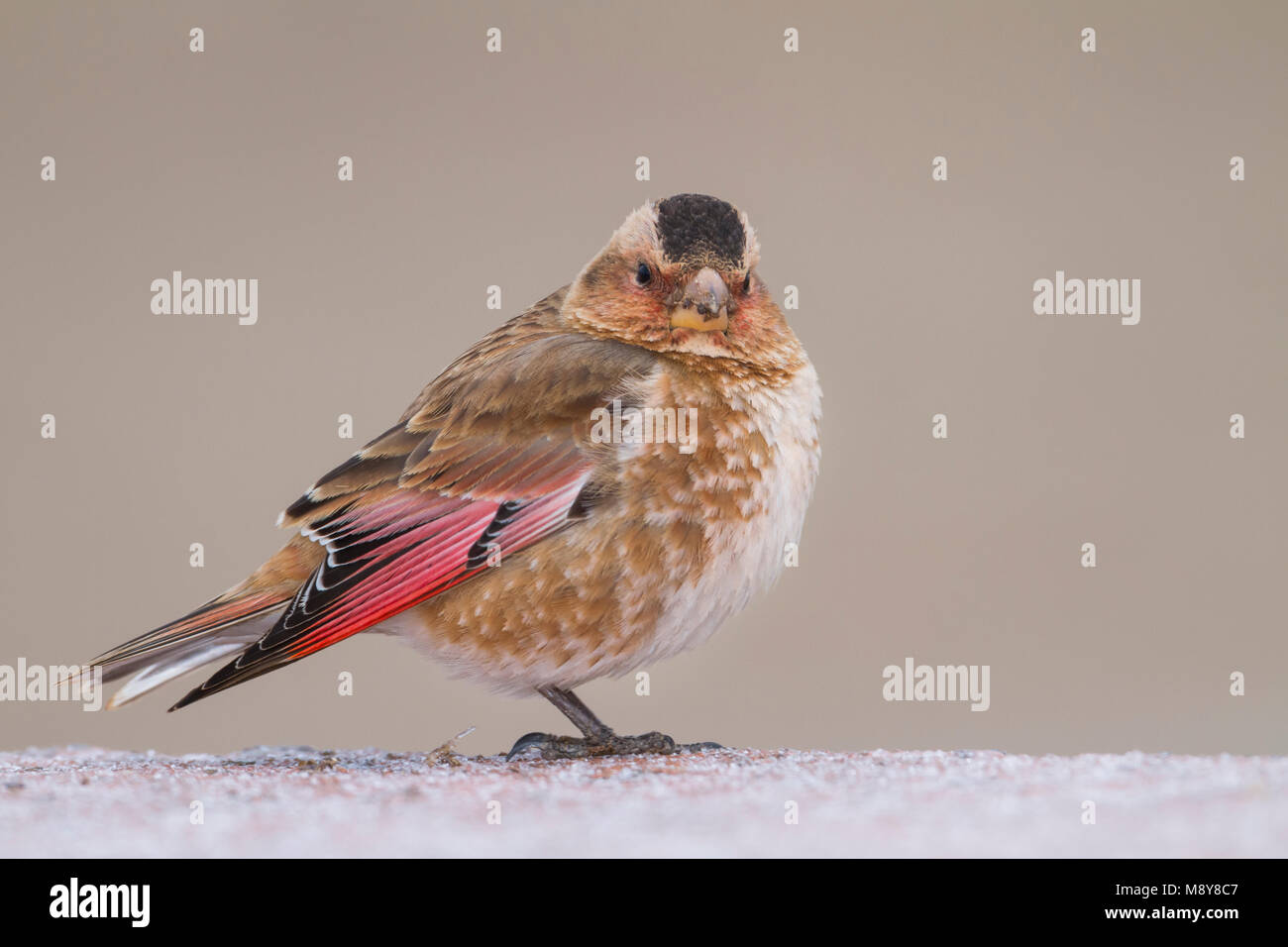 Atlasbergvink, African Crimson-winged Finch Stock Photo