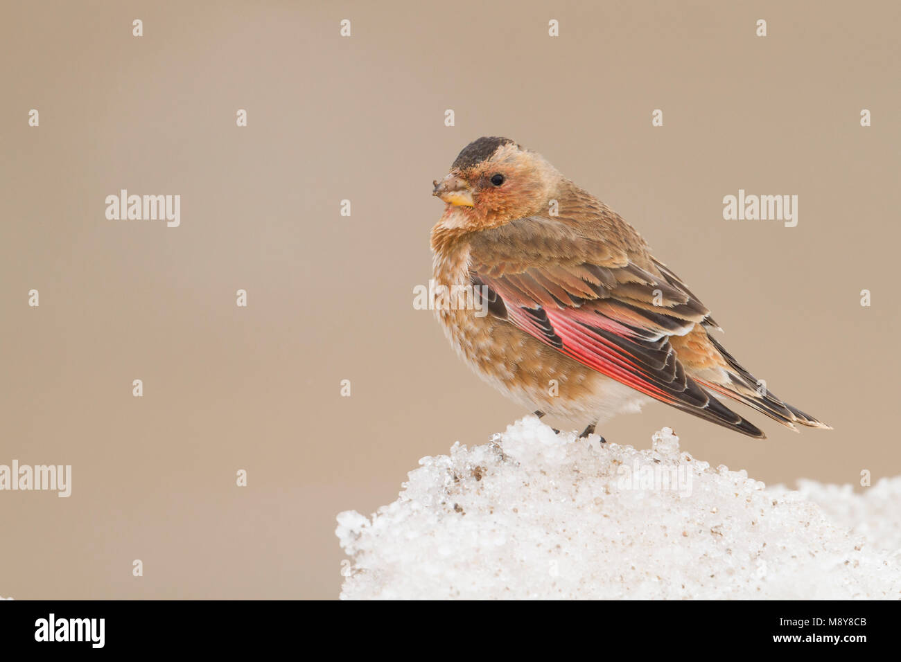 Atlasbergvink, African Crimson-winged Finch Stock Photo