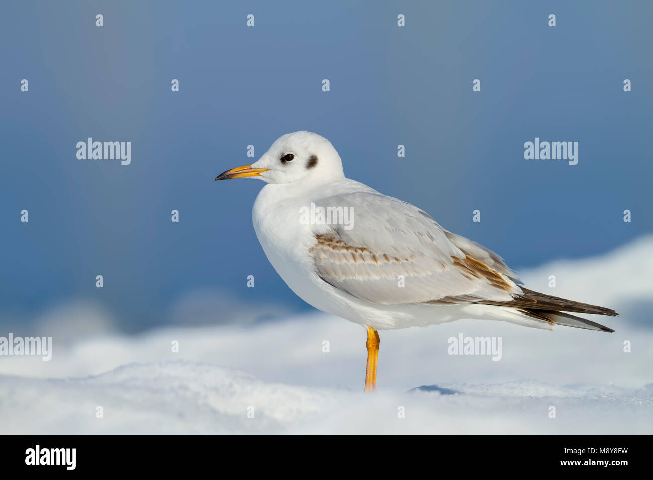 Kokmeeuw, Black-headed Gull, Chroicocephalus ridibundus, Switzerland, 2nd cy Stock Photo