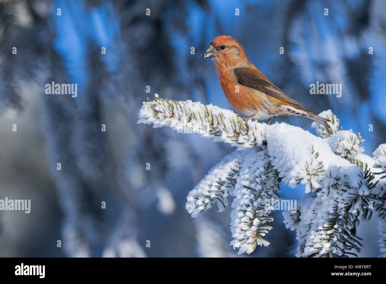 Common Crossbill - Fichtenkreuzschnabel - Loxia curvirostra ssp. curvirostra, Germany, adult male, Type D 'Phantom Crossbill' Stock Photo