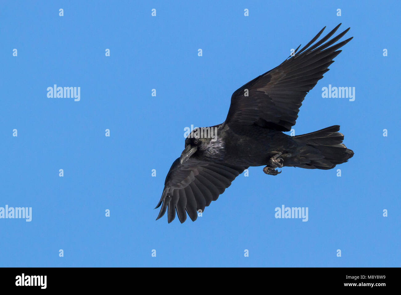 Kolk Rabe Common Raven - Kolkrabe - Corvus corax ssp. corax, Norway Stock Photo ...