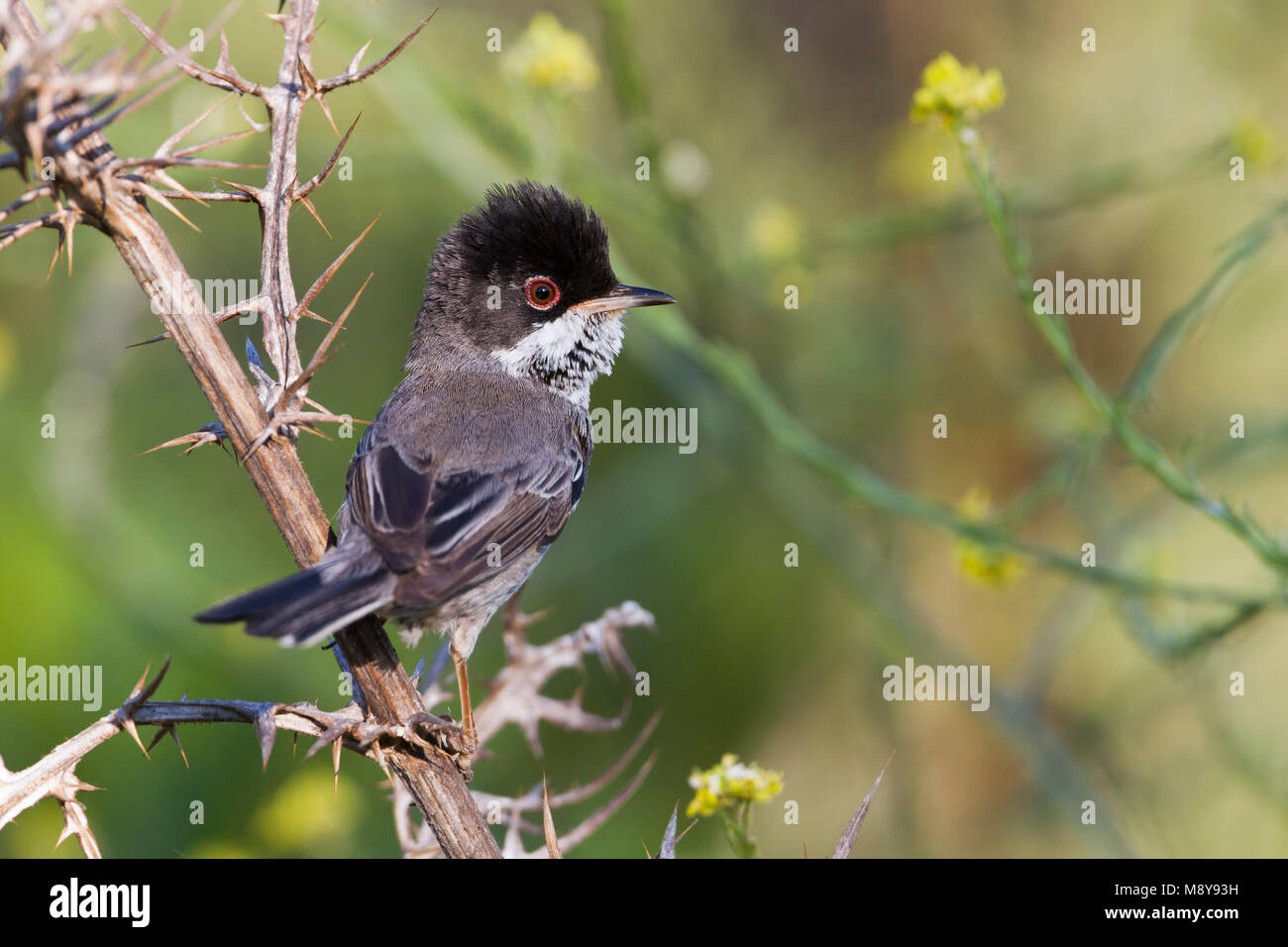 Onvolwassen mannetje Cyprusgrasmus, immature male Cyprus Warbler Stock Photo