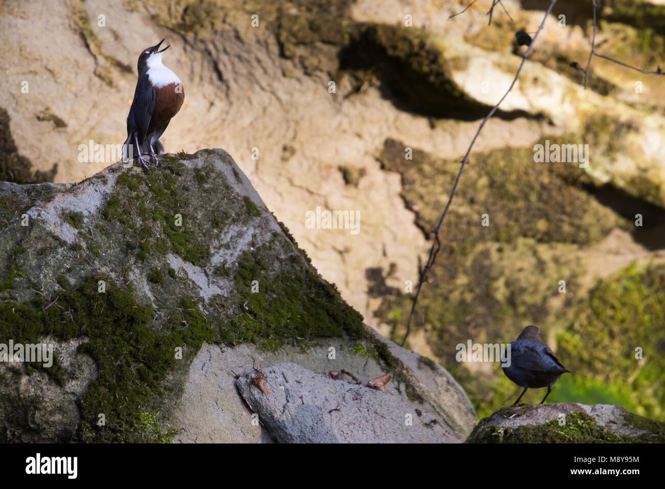 Baltsend Waterspreeuw, Display  White-throated Dipper Stock Photo