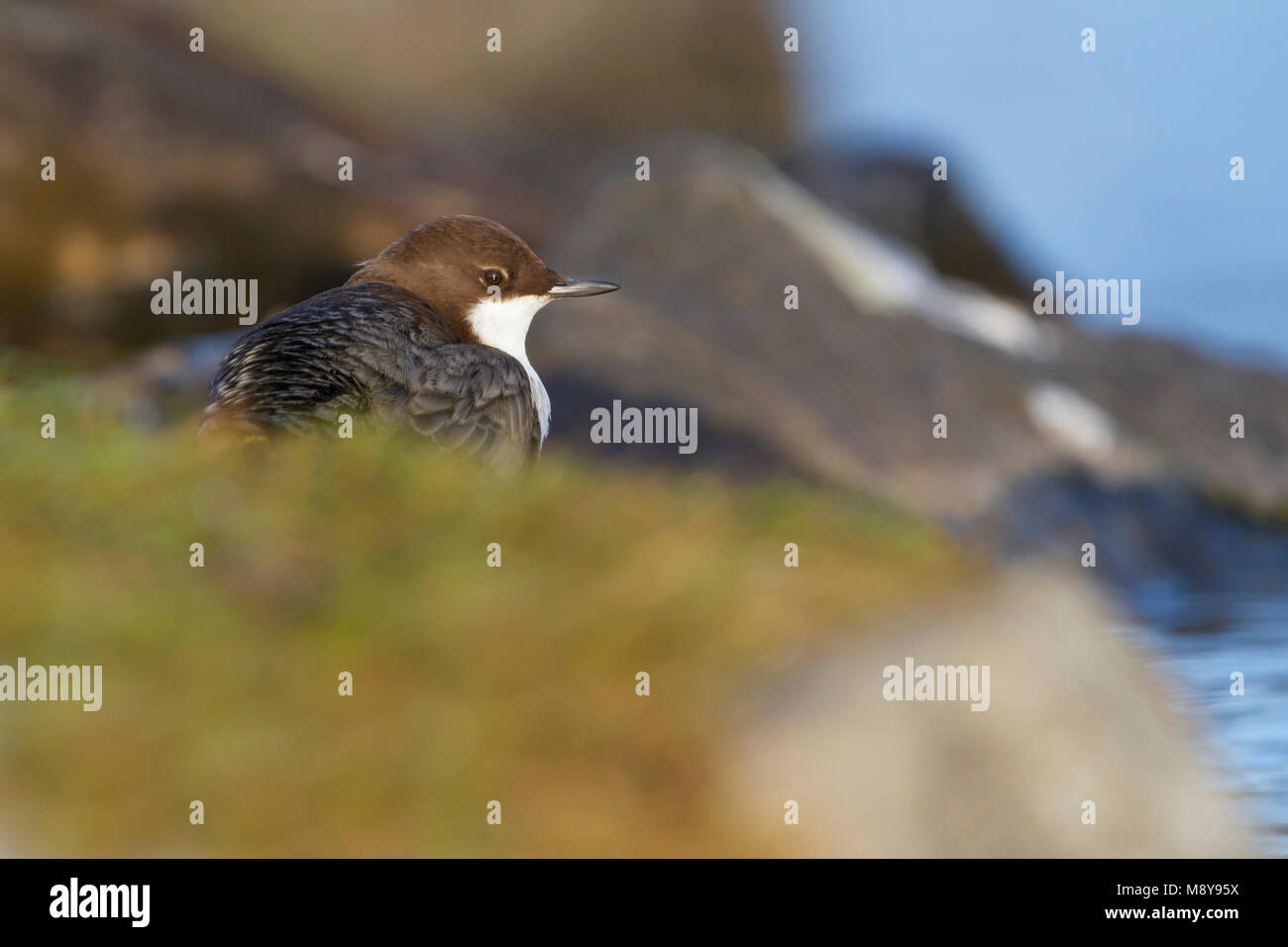 Waterspreeuw, White-throated Dipper Stock Photo