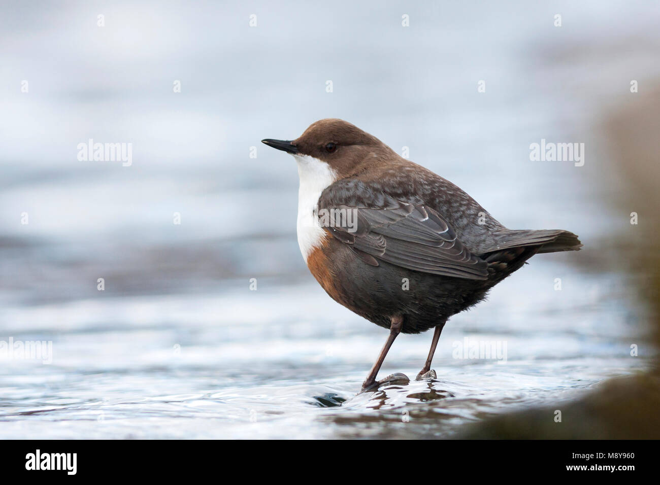 Waterspreeuw, White-throated Dipper Stock Photo