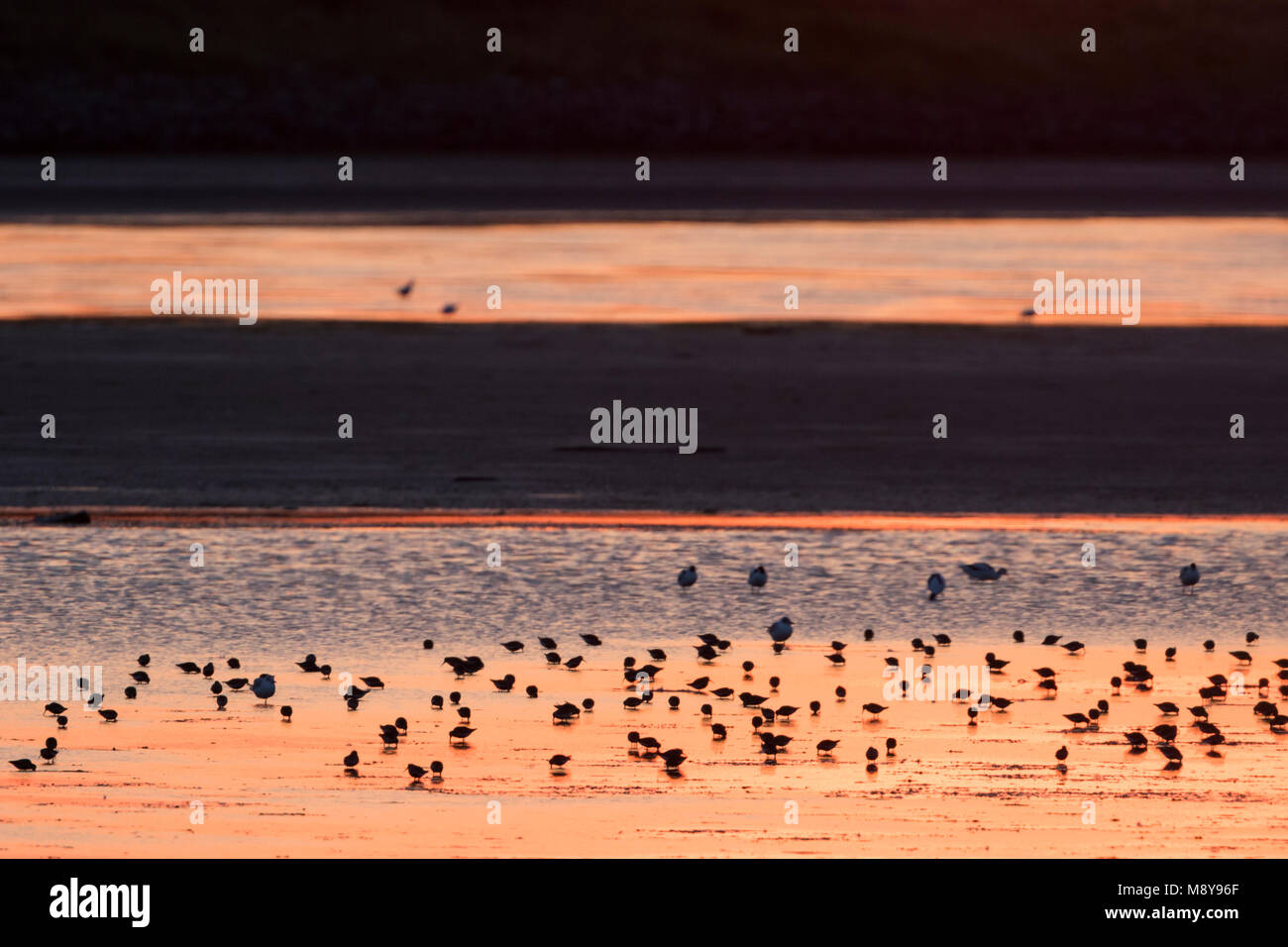 Dunlin - Alpenstrandläufer - Calidris alpina, Germany Stock Photo