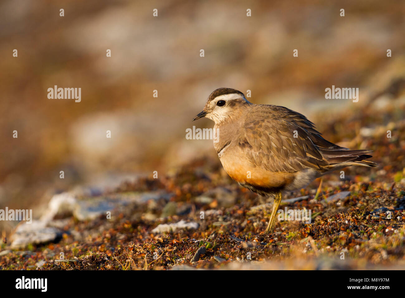 Eurasian Dotterel - Mornellregenpfeifer - Charadrius morinellus, Switzerland, adult male Stock Photo