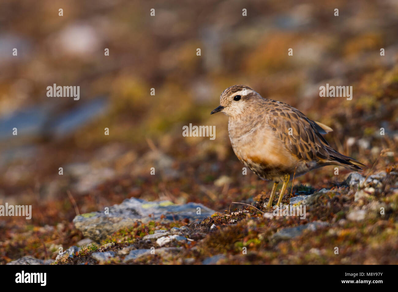 Eurasian Dotterel - Mornellregenpfeifer - Charadrius morinellus, Switzerland, adult Stock Photo