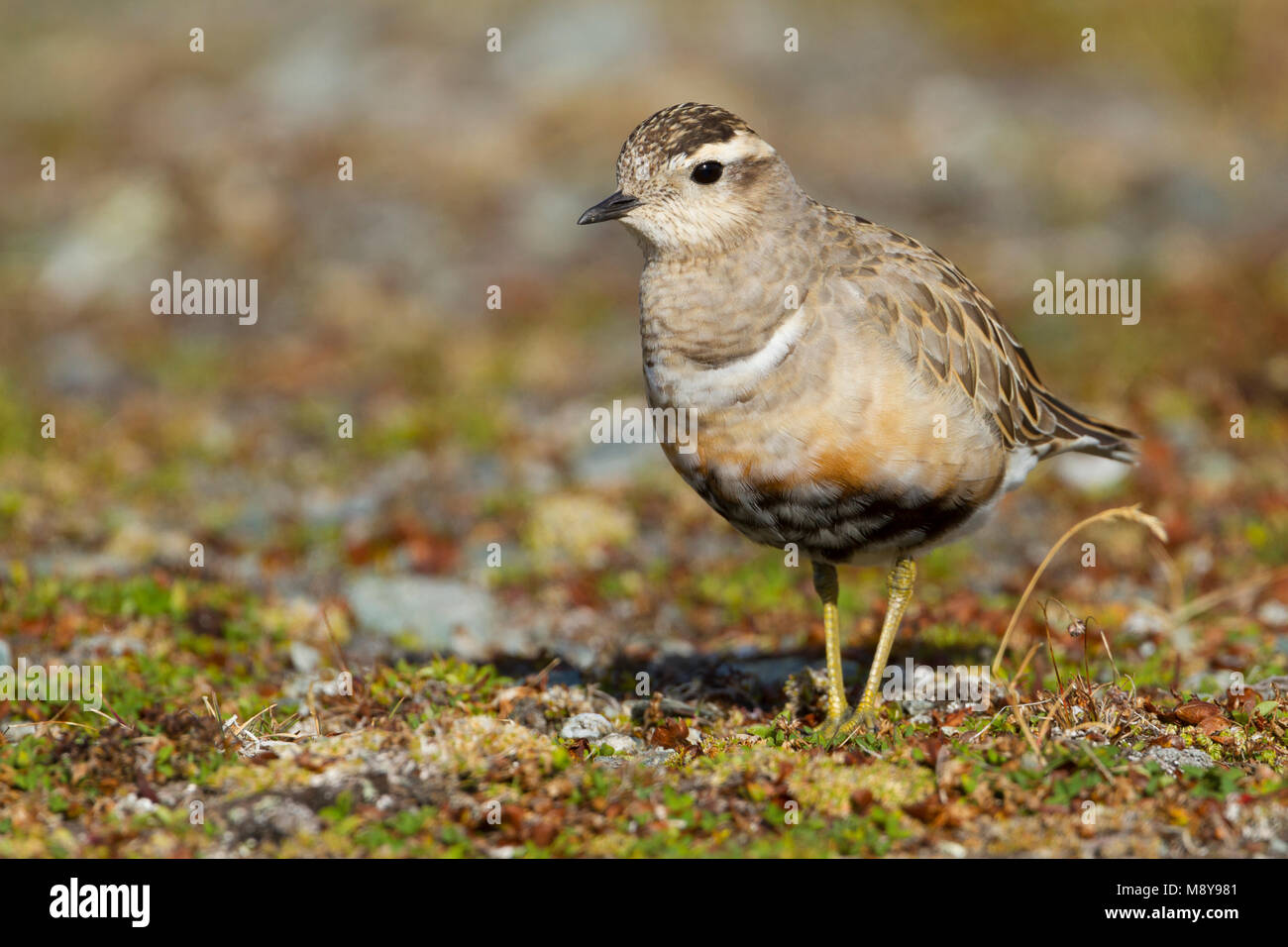 Eurasian Dotterel - Mornellregenpfeifer - Charadrius morinellus, Switzerland, adult Stock Photo