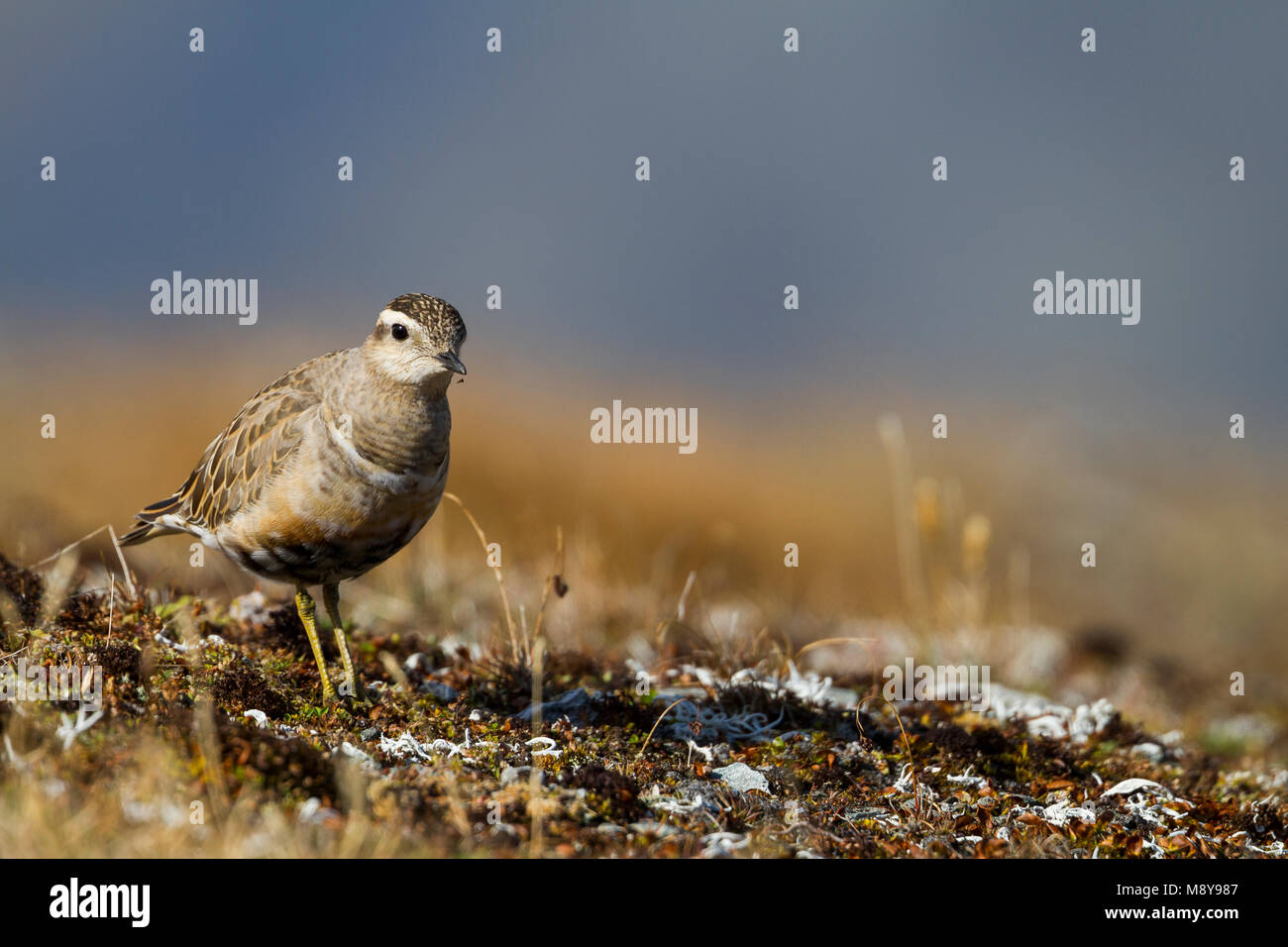 Eurasian Dotterel - Mornellregenpfeifer - Charadrius morinellus, Switzerland, adult Stock Photo