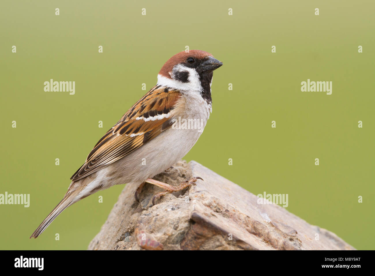 Eurasian Tree Sparrow - Feldsperling - Passer montanus ssp. montanus, adult, Kazakhstan Stock Photo