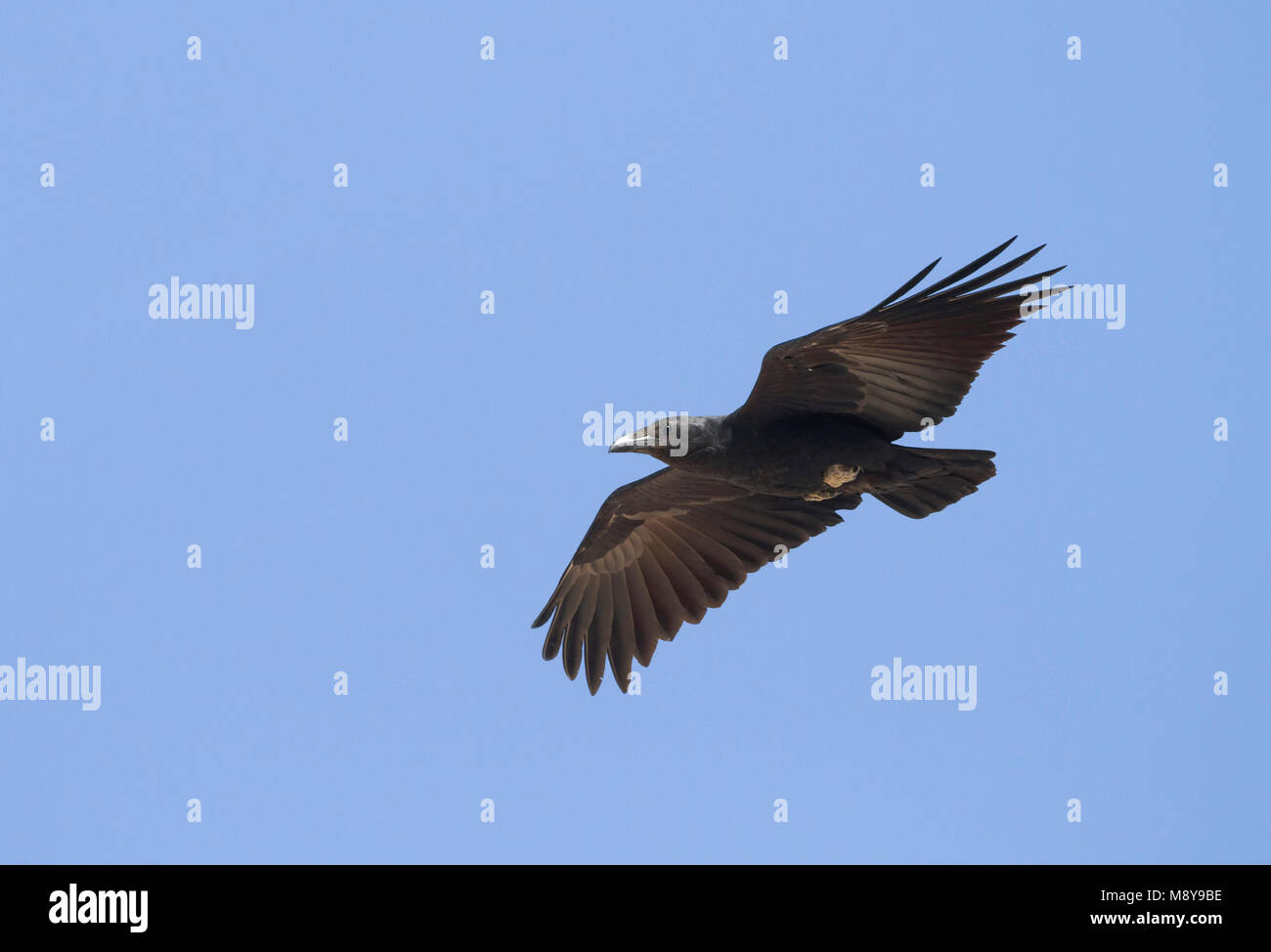 Fan-tailed Raven - Borstenrabe - Corvus rhipidurus, Oman Stock Photo