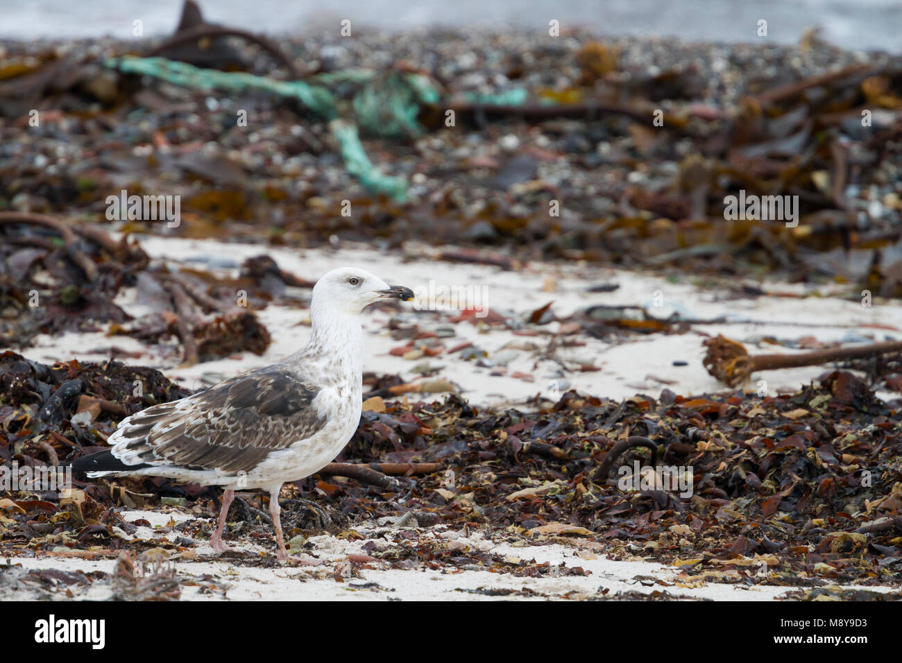 Great Black-backed Gull - Mantelmöwe - Larus marinus, Germany, 2nd W Stock Photo