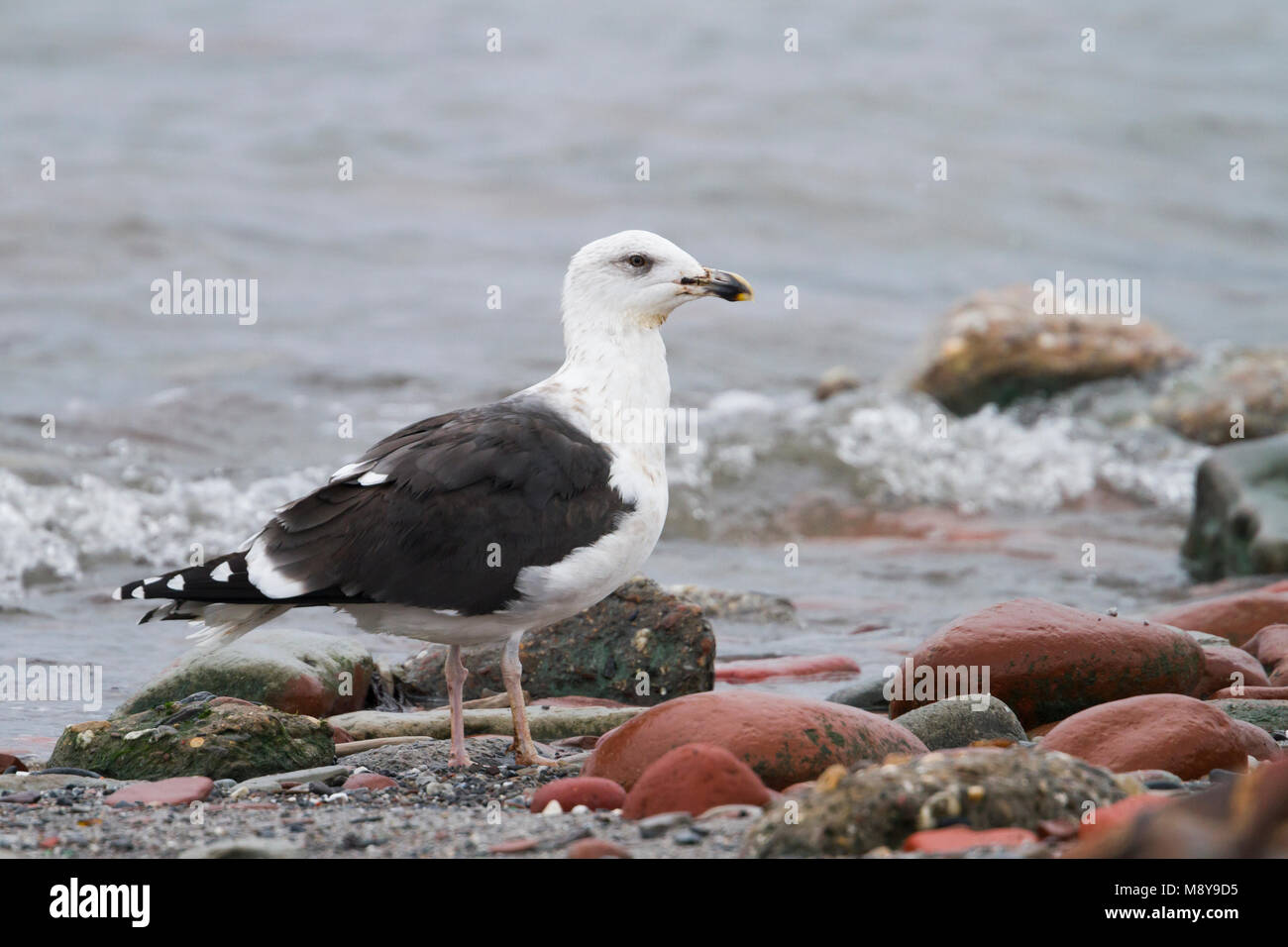 Grote Mantelmeeuw; Great Black-backed Gull; Larus marinus, Germany, 3rd W Stock Photo