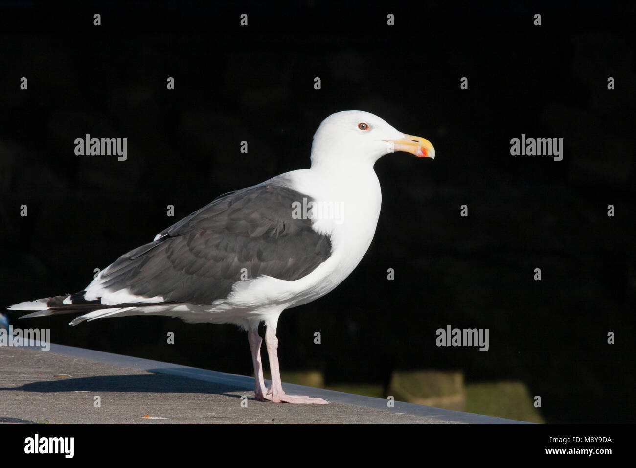 Grote Mantelmeeuw; Great Black-backed Gull; Larus marinus, Germany, adult Stock Photo