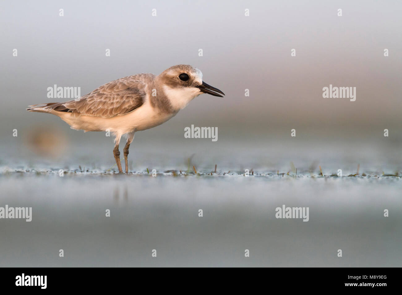 Woestijnplevier, Greater Sand-Plover Stock Photo