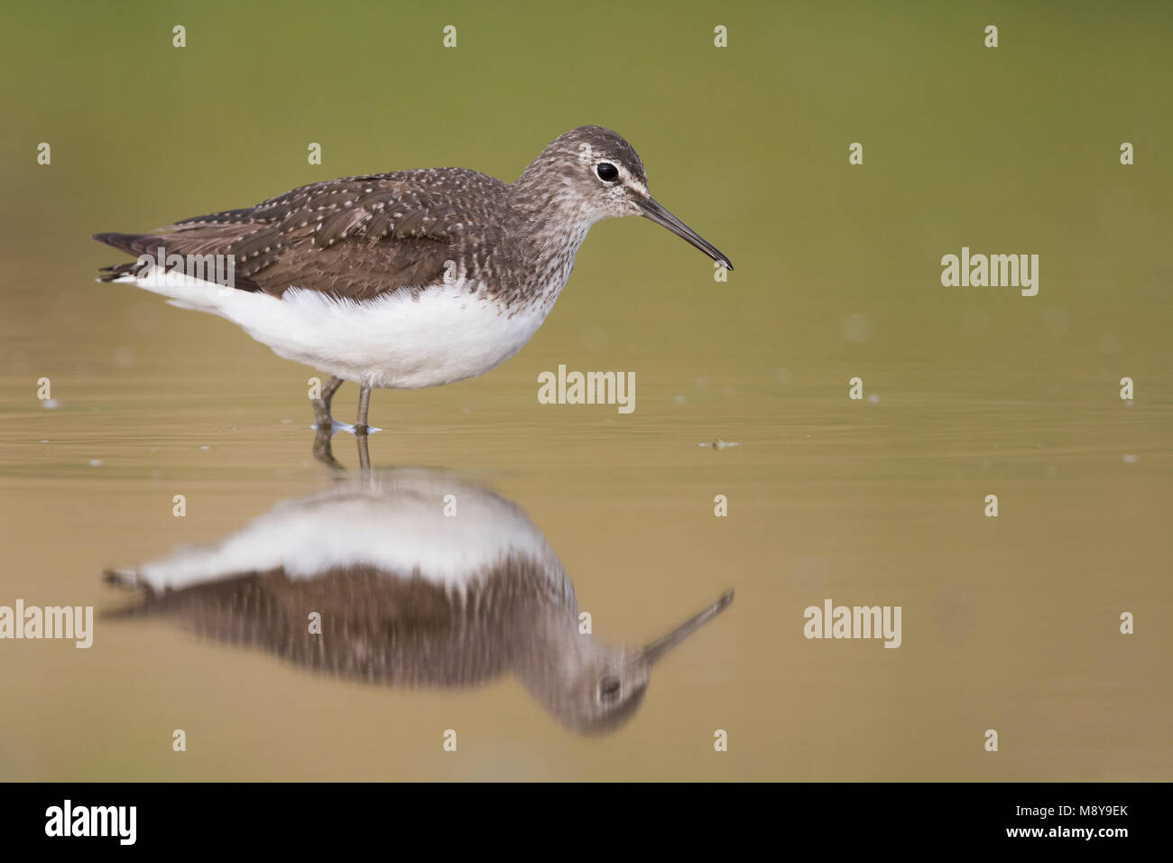 Green Sandpiper - Waldwasserläufer - Tringa ochrupos, Germany, adult, worn breeding plumage Stock Photo