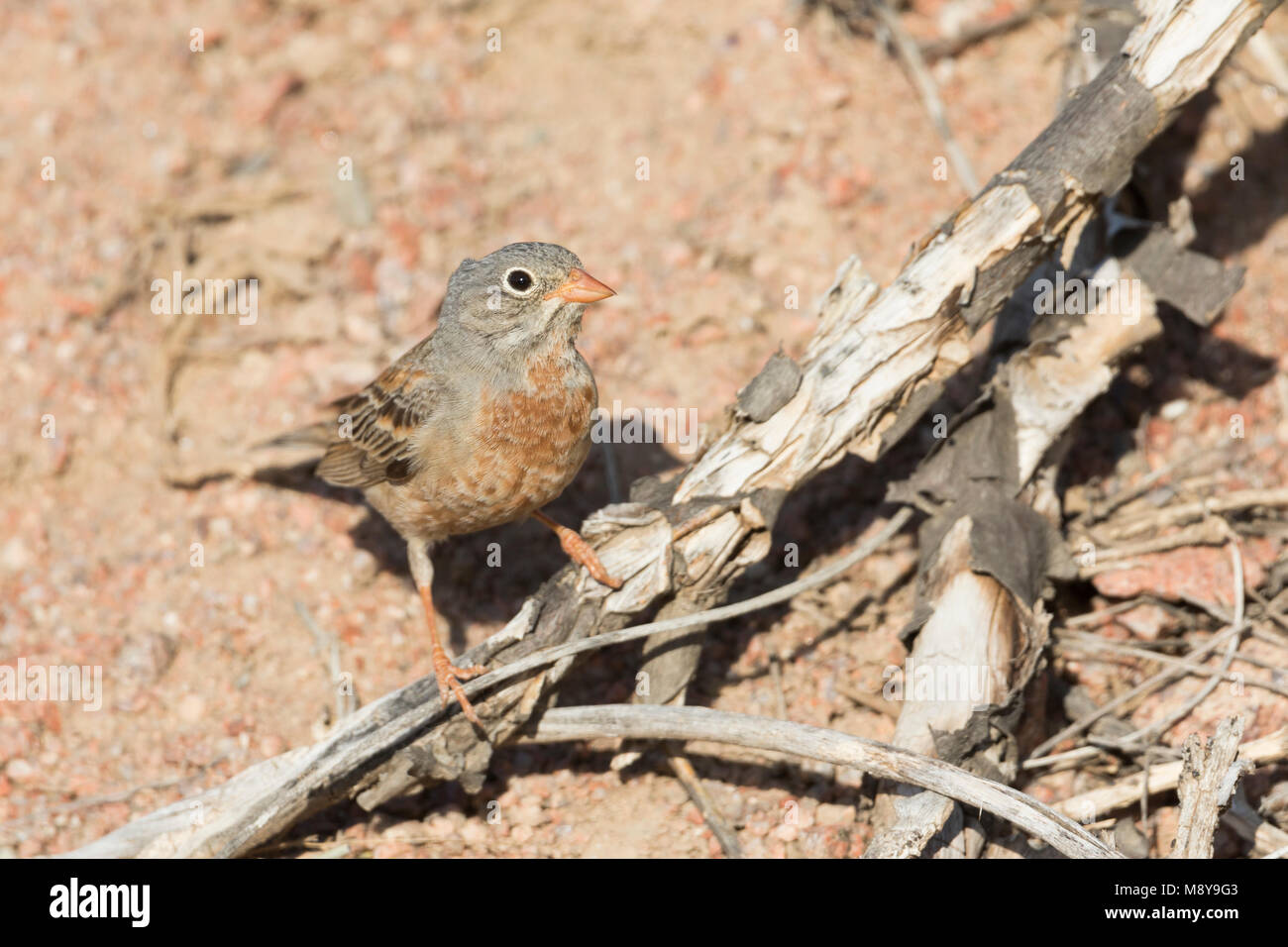 Grey-necked Bunting - Steinortolan - Emberiza buchanani, Kyrgyzstan, adult male Stock Photo