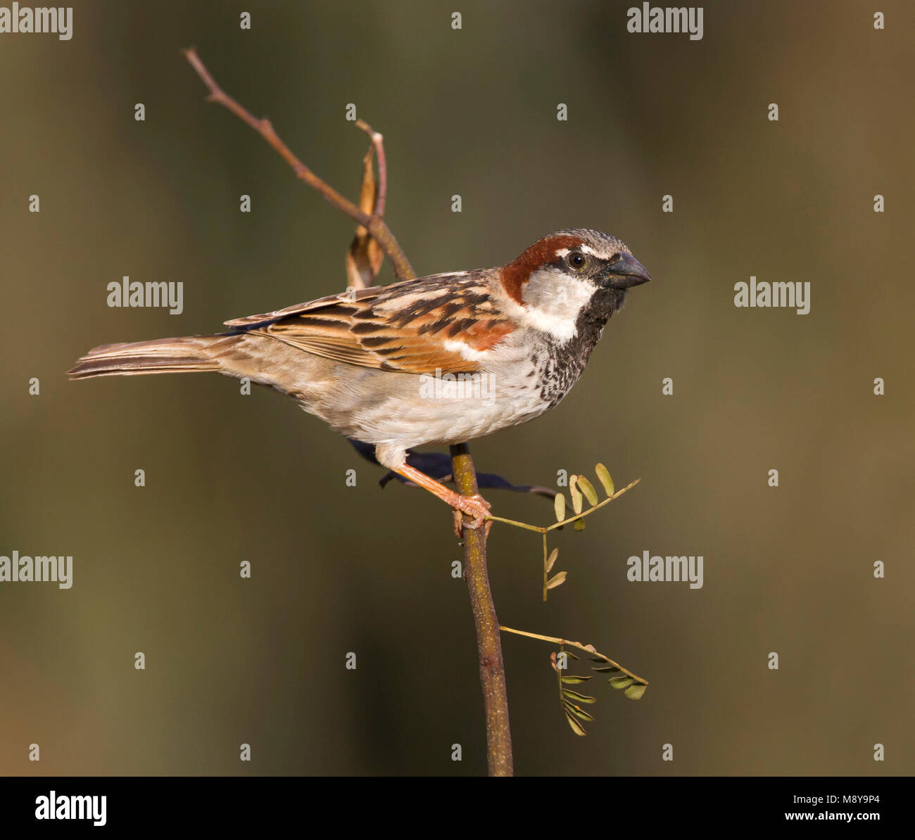 Passer domesticus tingitanus hi-res stock photography and images - Alamy