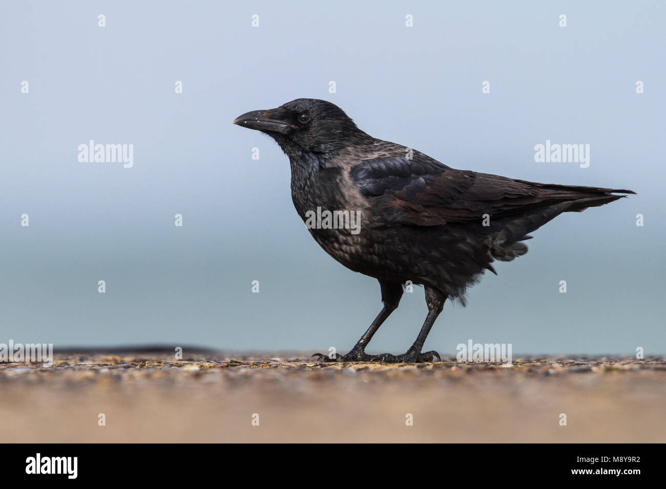 Hybride Bonte Kraai x Zwarte Kraai, Hybrid Hooded Crow x Carrion Crow, Corvus cornix x corone Stock Photo