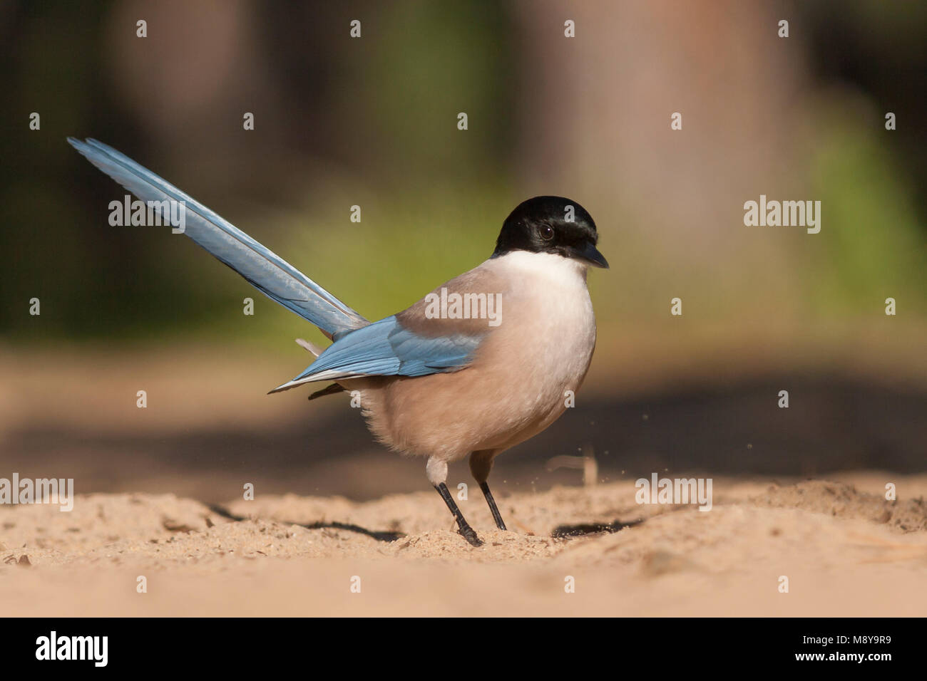 Blauwe Ekster, Iberian Magpie, Cyanopica cooki Stock Photo