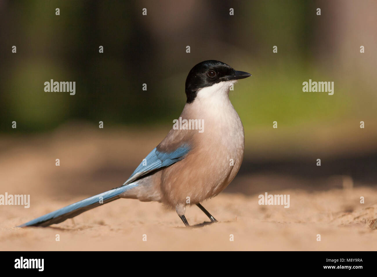 Blauwe Ekster, Iberian Magpie, Cyanopica cooki Stock Photo