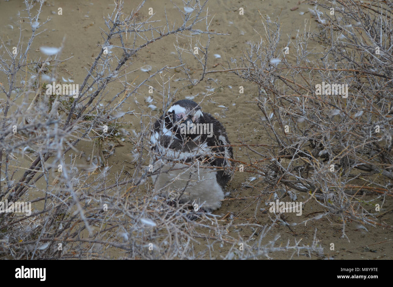 Magellanic penguins in Monte León national park, Patagonia, Argentina