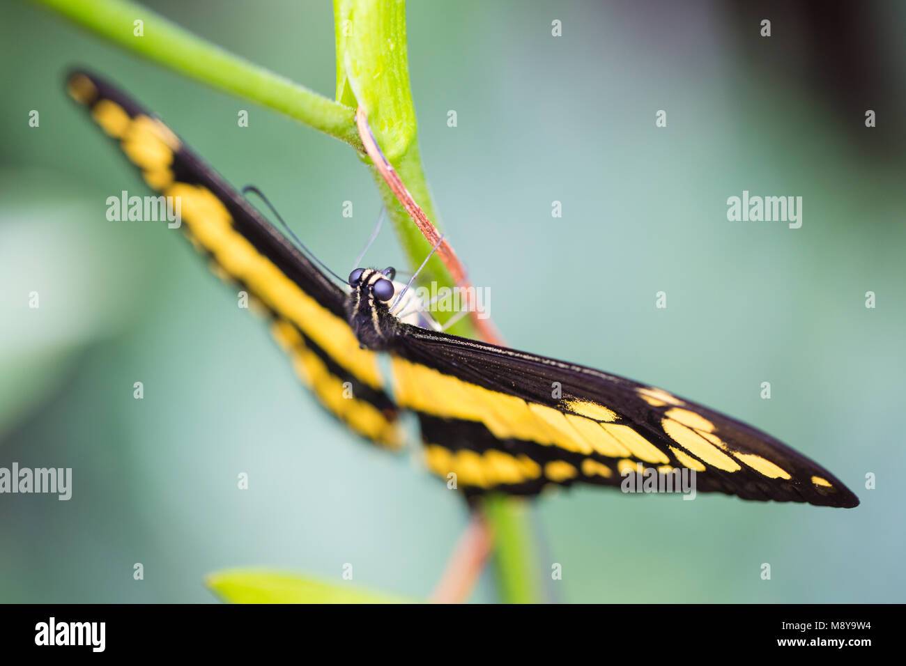 King swallowtail butterfly perched on a plant Stock Photo