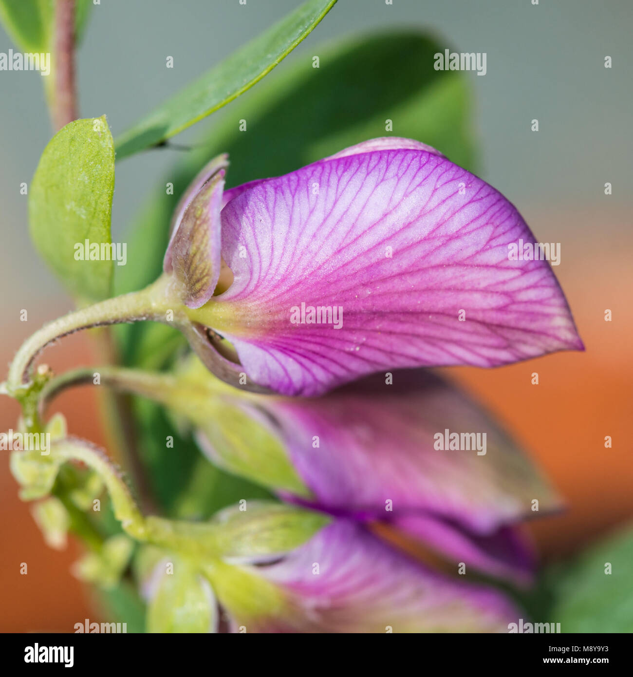 A macro shot of a sweet pea bush bloom. Stock Photo