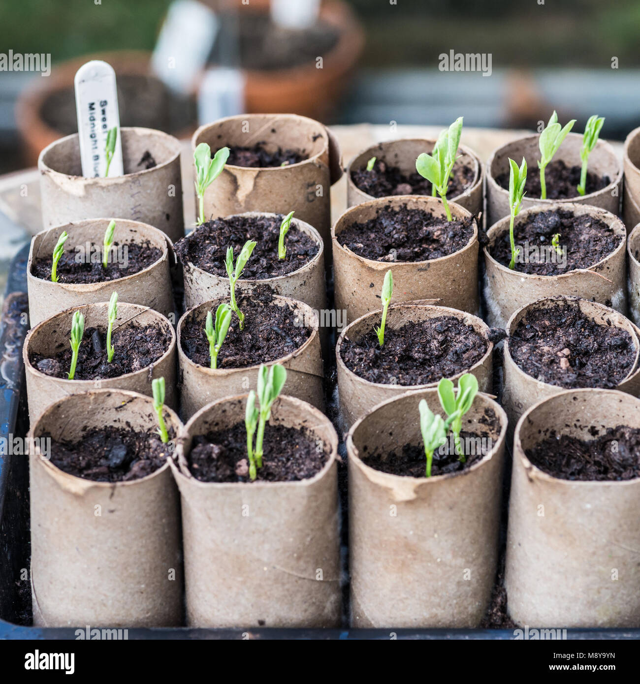 A macro shot of some sweet pea seedlings growing in some cardboard toilet roll inner tubes. Stock Photo